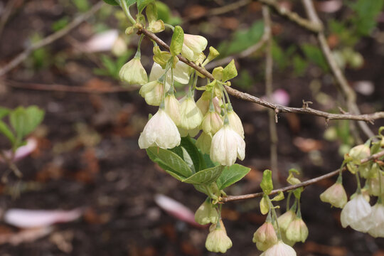 Halesia carolina. Close up cluster of creamy white Carolina silverbell flowers in spring. 