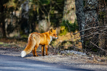 Obraz premium Alone red fox on a forest road in the morning in spring