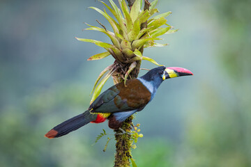 Naklejka premium Gray-breasted Mountain-Toucan Perched on Mossy Branch in Colombian Cloud Forest