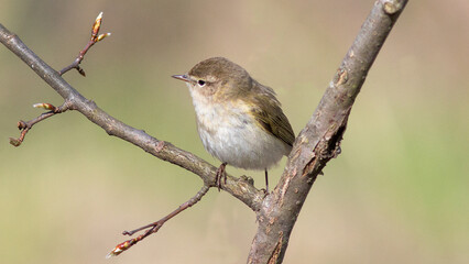Obraz premium robin on a branch