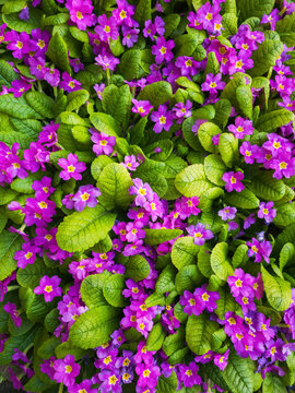 Vibrant Violet Primrose Flowers With Lush Green Leaves Closeup In Spring Garden Bed