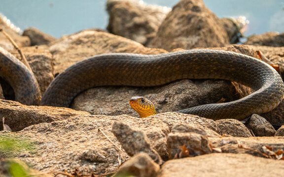 snake on the ground