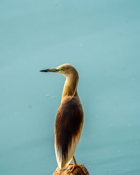 great blue heron