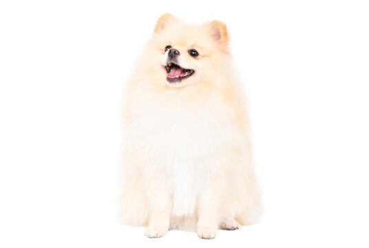 Funny adorable Pomeranian Spitz sitting looking up isolated on white background