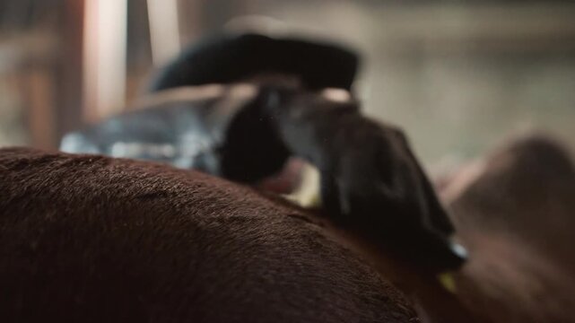 Wideshot rancher brushing chestnut horse flank, trainer in hat appears over saddle line, instructional and focused atmosphere in barn aisle, soft sunlight and textured coat detail