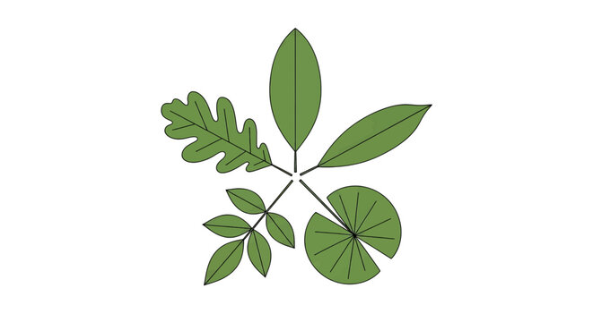 Collection of various green leaf types illustration set of different foliage shapes including oak, compound, and simple leaves botanical vector design elements
