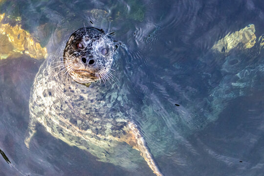 Harbor Seal
Edmonds, Washington