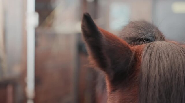 Calm equine scene. Serene horse with mane in stable setting. Peaceful stall scene capturing horse with attentive posture. Tranquil horse in stable aisle with focused ears and quiet ambiance