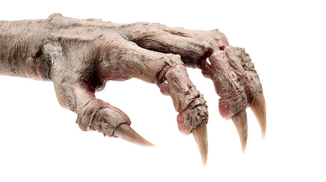 Close up of a clawed animal paw with sharp nails on a white background photorealistic