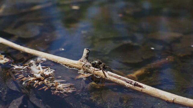 Spotted wolf spider, pardosa amentata floating on stick with spider eggs sac. Wildlife Czech background