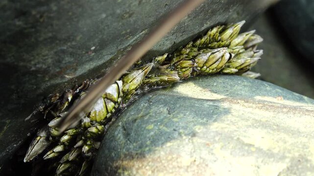 goose barnacle known as Geobukson a premium seafood ingredient in the South Sea 남해 바다 고급 해산물 식재료 거북손