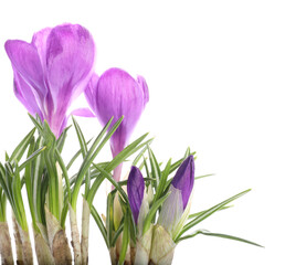 Fototapeta premium Beautiful purple crocus flowers isolated on white