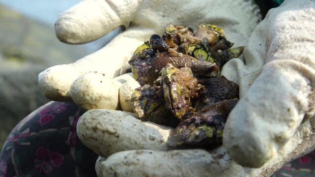 goose barnacle known as Geobukson a premium seafood ingredient in the South Sea 남해 바다 고급 해산물 식재료 거북손
