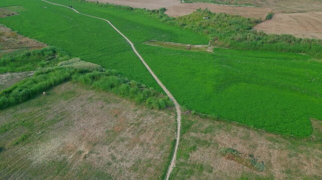 Green Field Of Bayatir Chor, Bangladesh