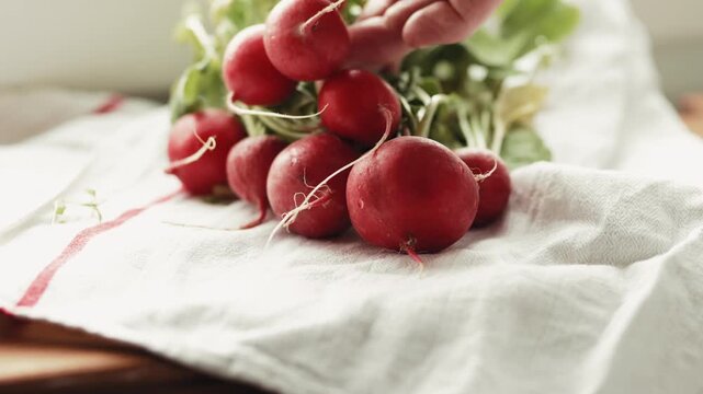 Close-up of a hand stacking and arranging fresh organic red radishes on a white towel, preparing for healthy salad at home, 4k.
