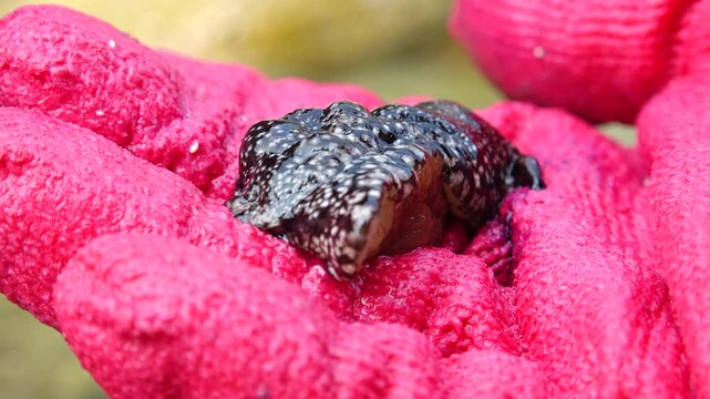 Sea hare known as Gunso a unique seafood ingredient in the South Sea 남해 바다 고급 해산물 식재료 군소