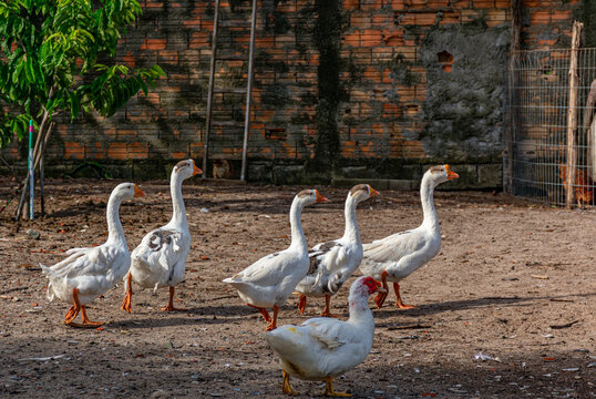 patos brancos com bicos amarelos