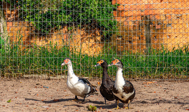 patos brancos e pretos