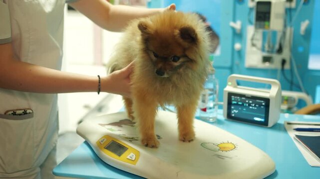 Small fluffy pomeranian spitz on scale during vet exam, brown dog standing on weighing pad. Veterinary nurse in white robe picks up the pet for examination in clinical room gentle caring atmosphere