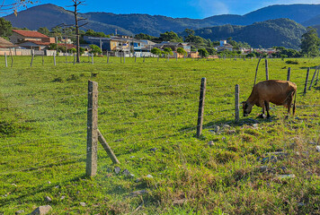 vaca marrom no pasto em Florianópolis © Maria Novas