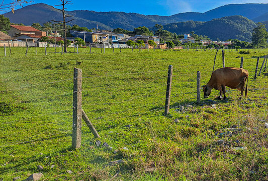 vaca marrom no pasto em Florian&oacute;polis