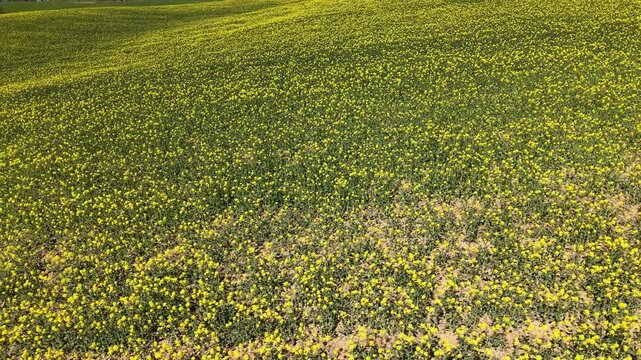 Canola Field &ndash; Sideways Aerial Flight Along Parallel Crop Lines