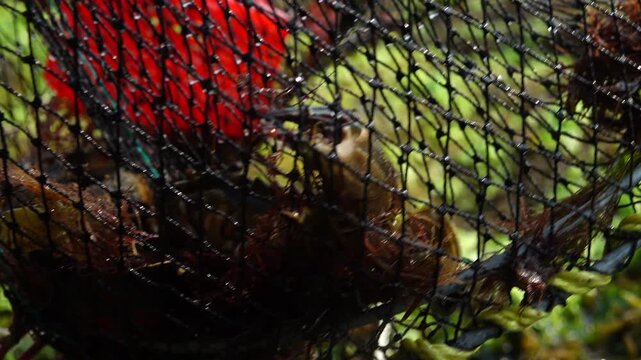 Stone Crab in Fish Trap Dolge 남해안 바다 통발에 들어있는 돌게