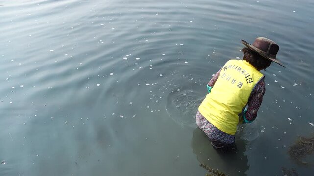 Resident Gathering Seaweed and Seafood 섬마을 주민의 해초와 해산물 채취 모습