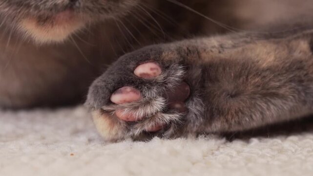 Feline paw of a domestic cat with soft fur and pink pads resting on a textured carpet, showcasing the gradual shift in perspective and focus across the frames