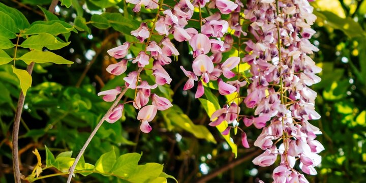 Wisteria is a genus of flowering plants in the legume family, Fabaceae. Madrid, Comunidad de madrid, Spain