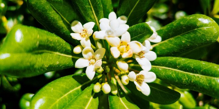 Pittosporum tobira is a species of sweet-smelling flowering plant in the pittosporum family Pittosporaceae known by several common names, including Australian laurel, Japanese pittosporum.