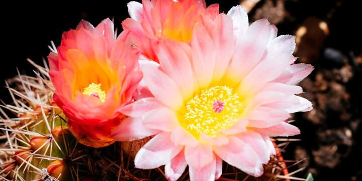 Cactus flowers of the species Parodia herteri. Spain