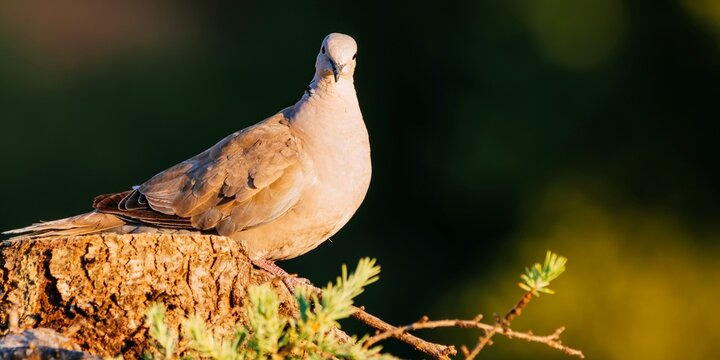 The Eurasian collared dove. Streptopelia decaocto. Andaluc&iacute;a, Spain, Europe