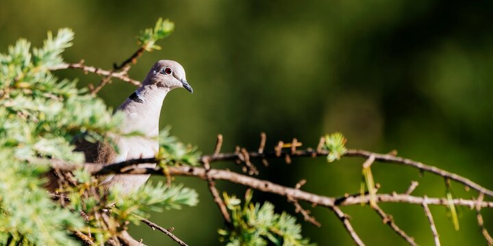 The Eurasian collared dove. Streptopelia decaocto. Andaluc&iacute;a, Spain, Europe
