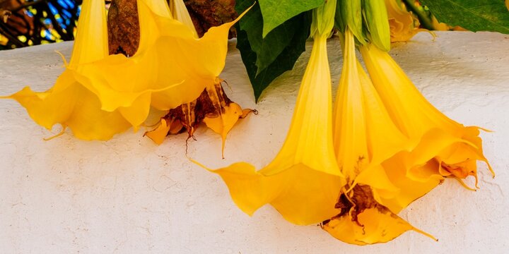 Brugmansia, commonly known as angel's trumpet. M&aacute;laga, Spain, Europe