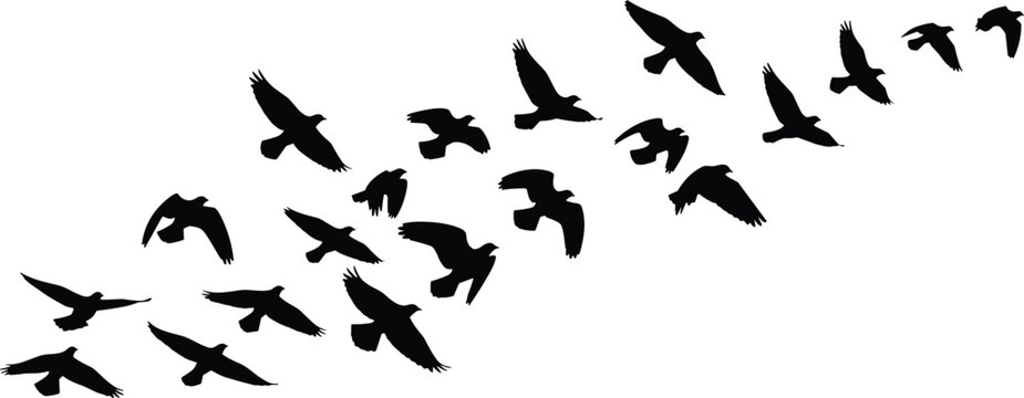 Flock of flying bird silhouettes isolated on white background, dynamic eagle and hawk shapes in natural sky formation