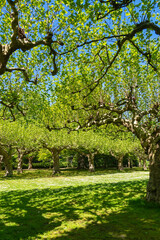 Fototapeta premium Platanen im Schönwasserpark in Krefeld