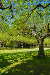 Obraz premium Platanen im Schönwasserpark in Krefeld