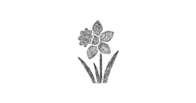 Sketch daffodil icon animation - smooth progressive reveal