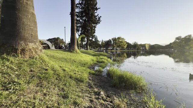 Patos, parque, cesped, naturaleza, Ducks, park, grass, nature