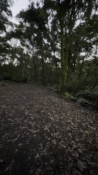bosque oto&ntilde;o caminata autumn forest trekking