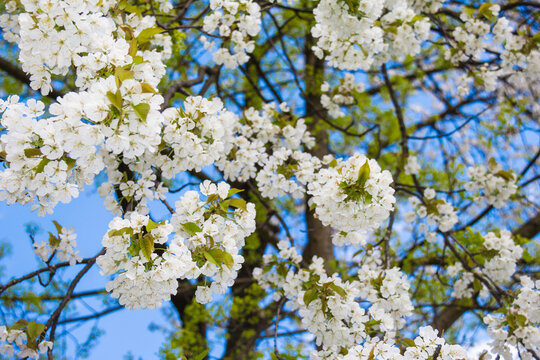 Beautiful spring contrast of white blooming cherry tree and yellow green maple flowers against blue sky
