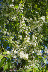 Fototapeta premium Beautiful blooming white bird cherry flowers against a clear blue sky on a bright sunny spring day. Background for greetings, wedding celebrations, presentations