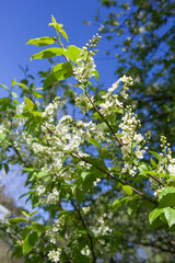Naklejka premium Beautiful blooming white bird cherry flowers against a clear blue sky on a bright sunny spring day. Background for greetings, wedding celebrations, presentations