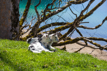 Fototapeta premium Two cute baby goats resting on green grass by a turquoise alpine lake in Tyrol Austria, spring mountain landscape
