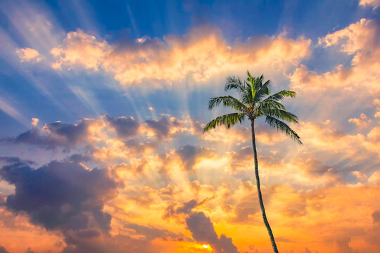 Coconut Palm Trees isolated against a beautiful tropical sunset sky.