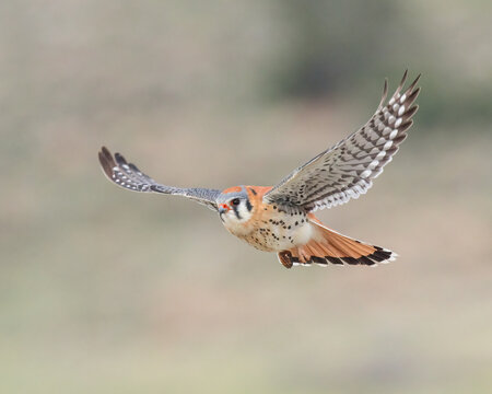 A male American Kestrel in flight.