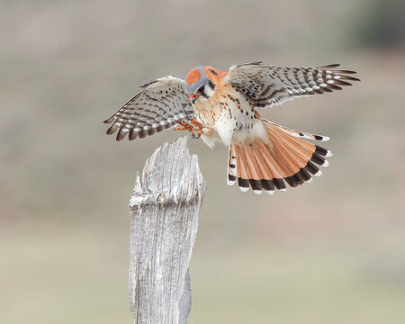 A male American Kestrel makes a precise landing on a weathered stump.