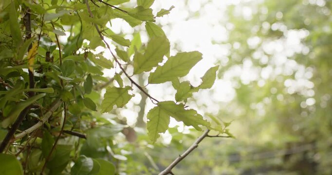 Light breeze is stirring, woody branch is swaying in garden as camera is shifting, revealing veins