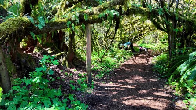 Woman walking with a dog up a woodland trail in Lewis Creek Park, stopping to pick up dog poop in a plastic bag, recreation and exercise in fresh spring air
